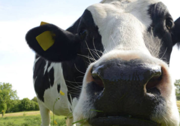 Mundo Bizarro 001 – Notícias de vacas por todo o mundo