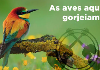Tardes Morenas 011 – As Aves Aqui Gorjeiam